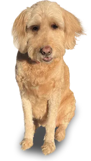 a dog sitting on a black background